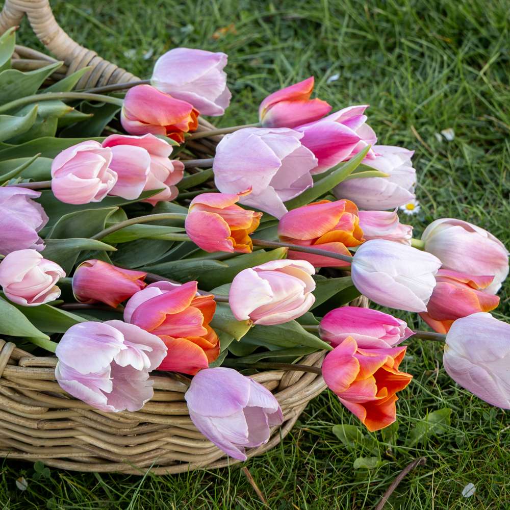 Tulipanblanding 'Fiji'